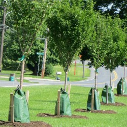 Мешок для самополива деревьев GreenBag